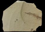Metasequoia (Dawn Redwood) Fossil - Montana #79598-2
